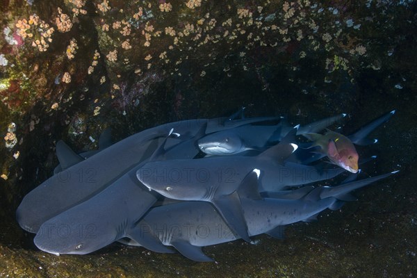 Group of Whitetip reef sharks