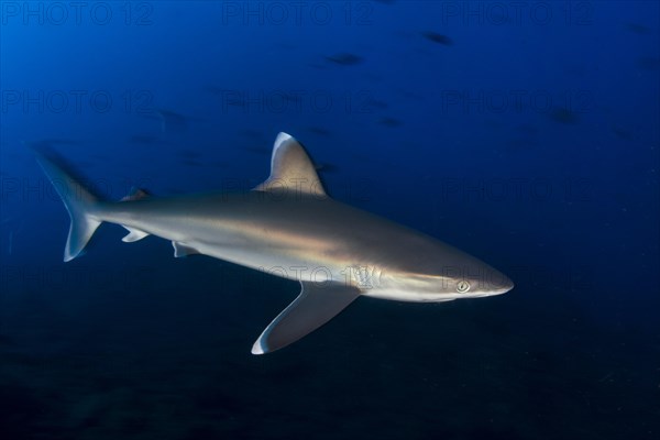 Silvertip shark