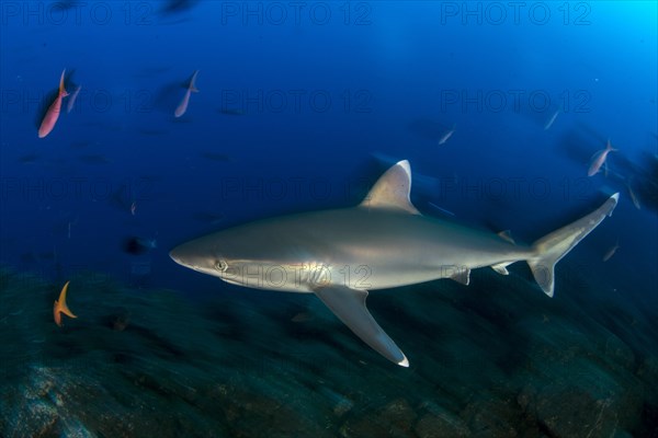 Silvertip shark