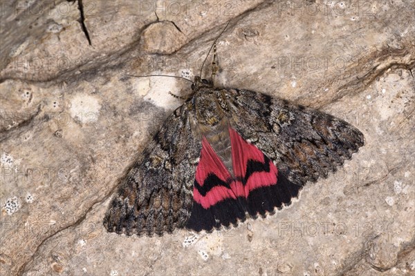 Dark Crimson Underwing