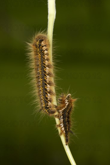 Drinker Moth