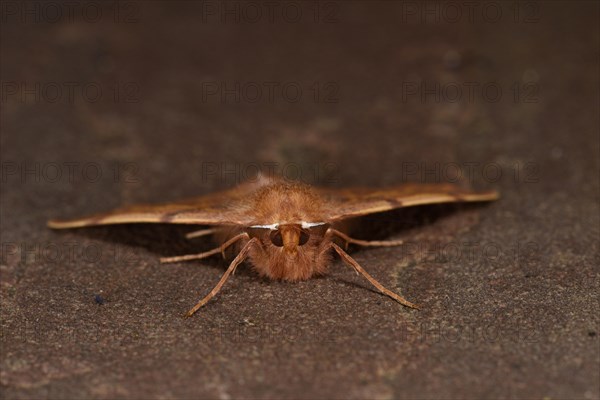 Feathered Thorn Moth