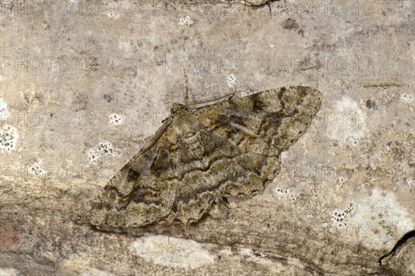 Mottled Beauty Moth