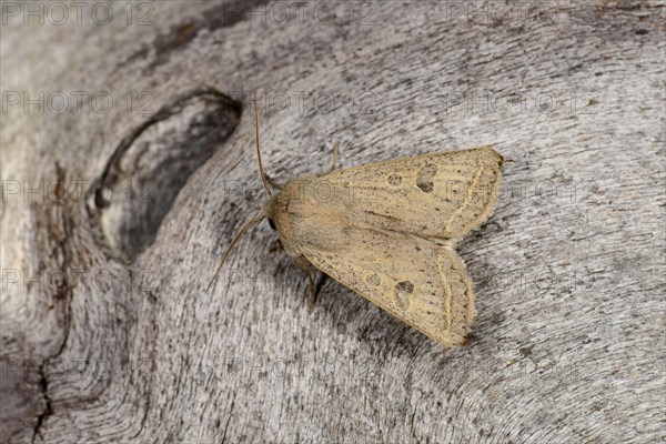 Powdered Quaker Moth