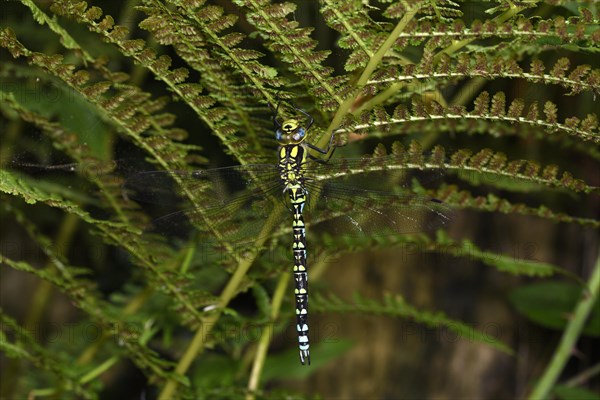 Southern Hawker Dragonfly