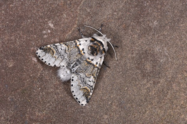 Sallow Kitten Moth