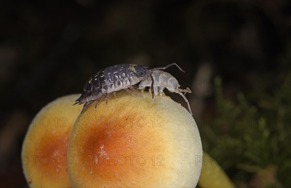 Common Shiny Woodlouse