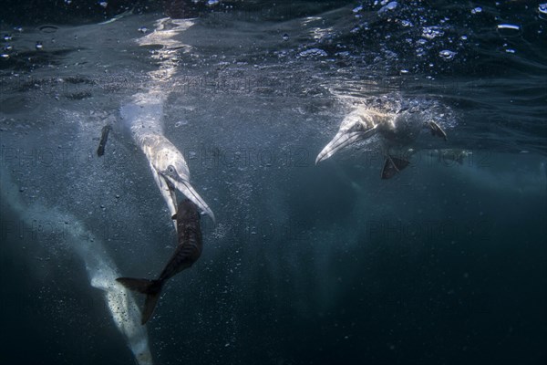 Northern gannet