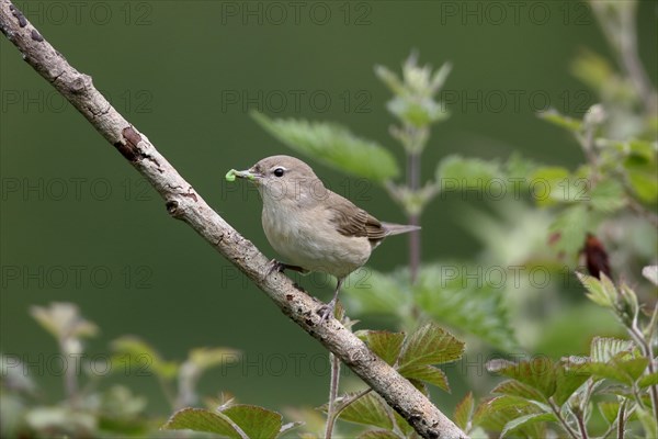 Garden Warbler