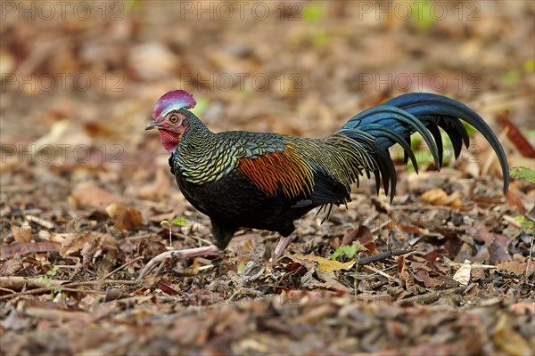 Green Junglefowl