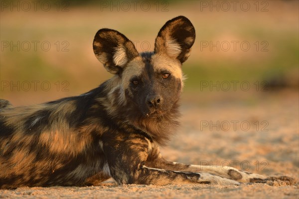 African Wild Dog