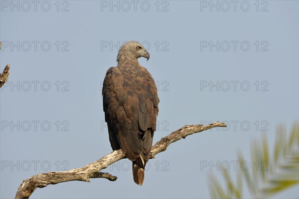 Grey-headed Fish-eagle