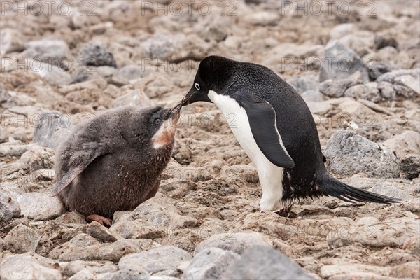 Adelie Penguins