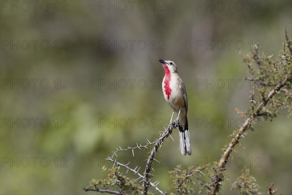 Rosy-patched Bushshrike