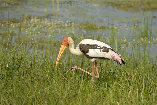 Painted Stork