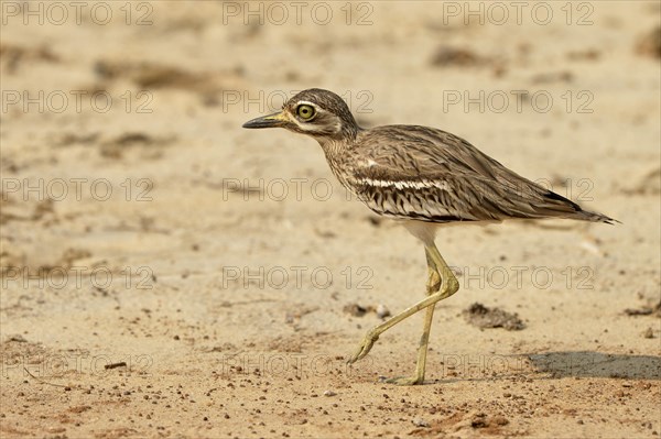 Indian Stone-curlew