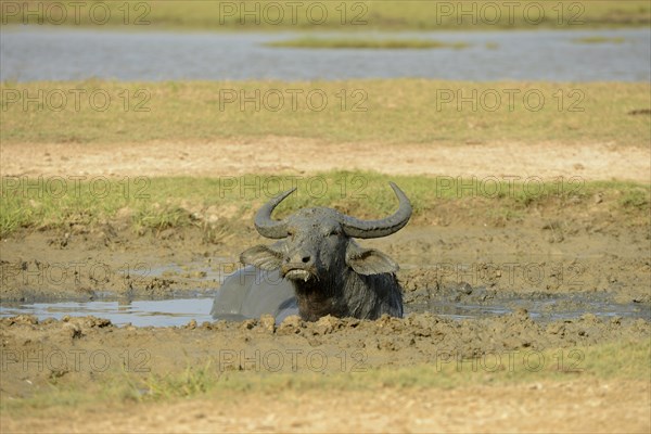 Water Buffalo