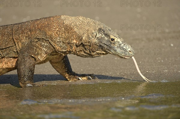 Komodo Dragon