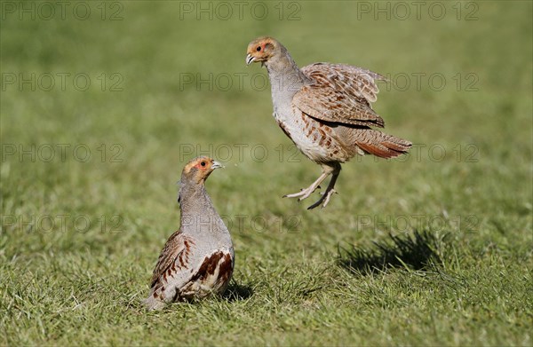 Grey Partridge