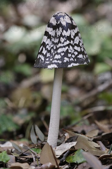 Magpie Ink Cap