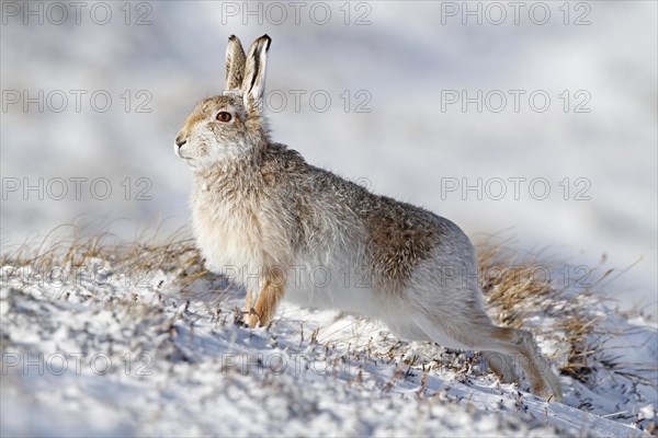 Mountain Hare