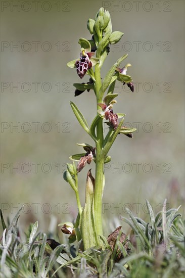 Cyprus Bee Orchid