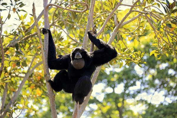 Siamang