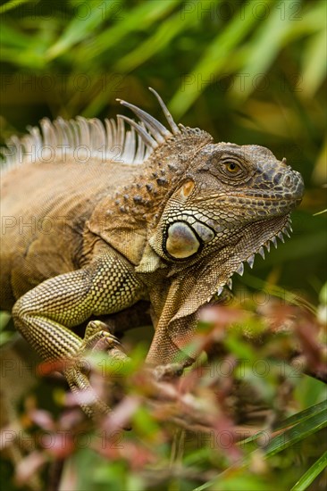 Green Iguana