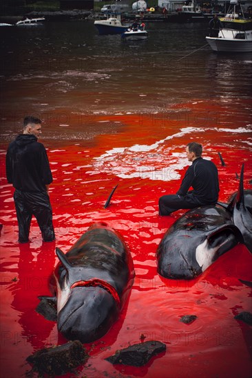 Grindadrap or tradtional slaughter of Pilot Whales