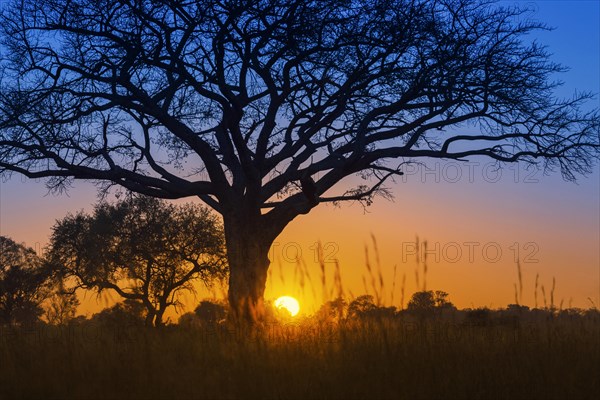 Silhouette of umbrella thorn acacia