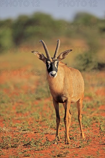 Roan Antelope