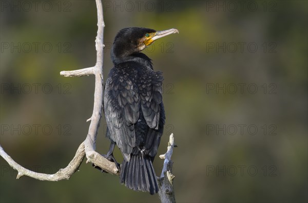 Great cormorant