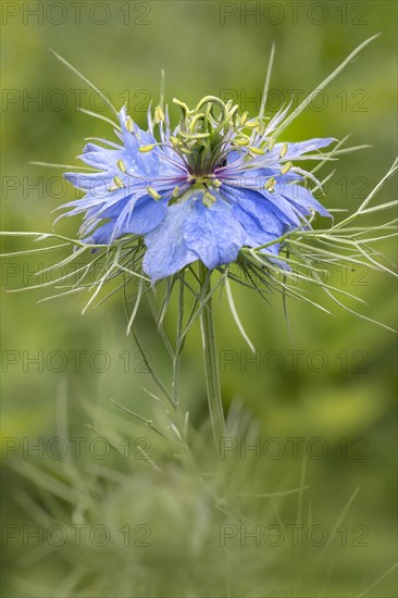 Love-in-a-mist