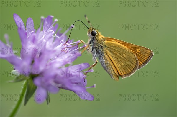 Large skipper