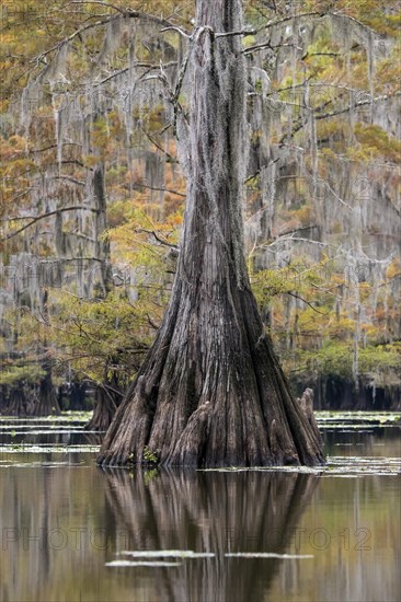 Bald cypress