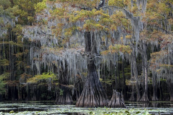 Bald cypresses