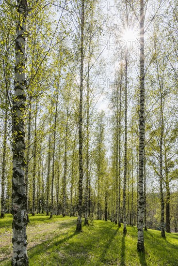 Birch grove in spring