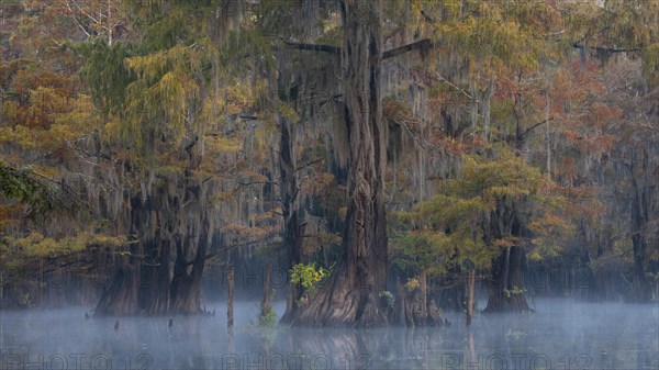 Bald cypresses