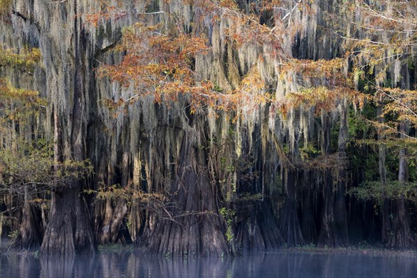 Bald cypresses