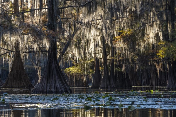 Bald cypresses