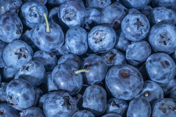 Northern highbush blueberries