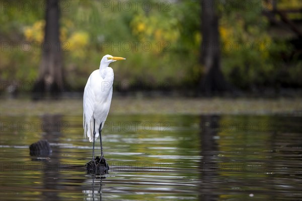 Great egret