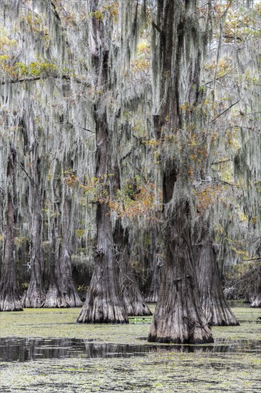 Bald cypresses