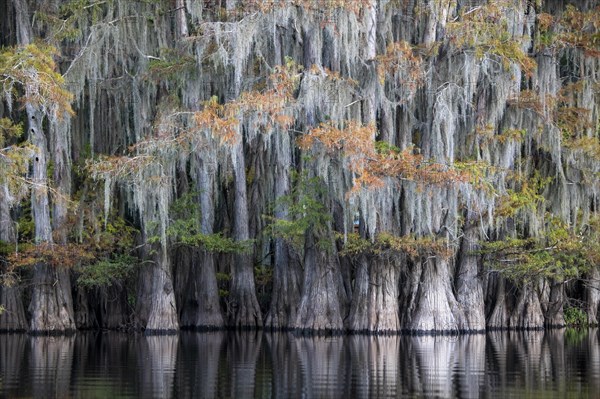 Bald cypresses