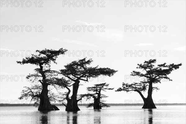 Bald cypresses