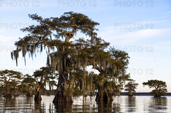 Bald cypresses