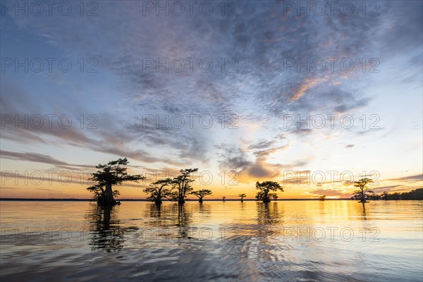 Bald cypresses