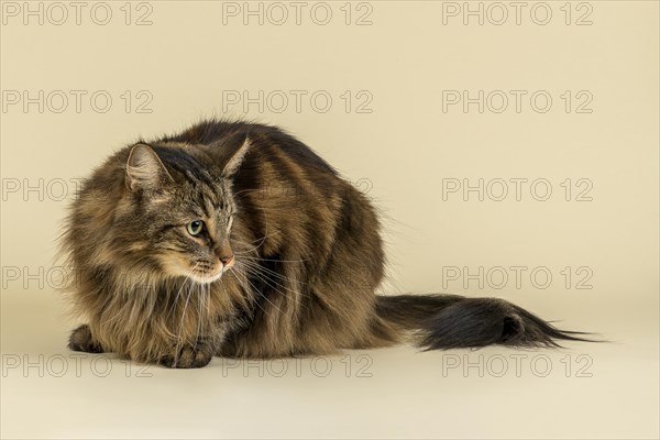 Norwegian Forestcat