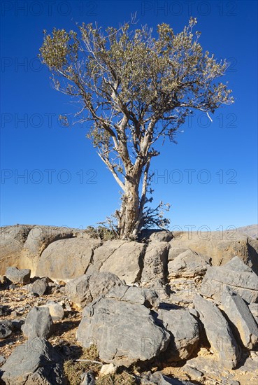 Khejri tree