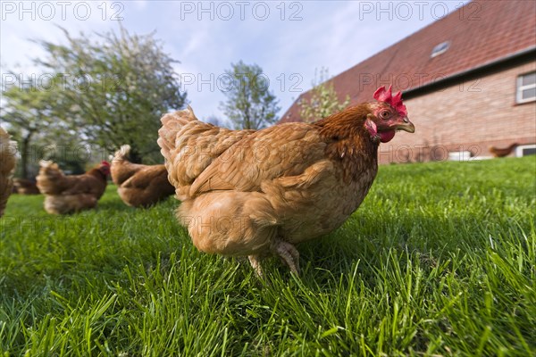 Free-range chickens